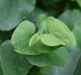Aristolochia clematitis. Верхушка побега. Тульская обл., Заокский р-н, окр. дер. Бёхово, тропа в Поленово вдоль р. Ока, широколиственный лес. 04.07.2026.
