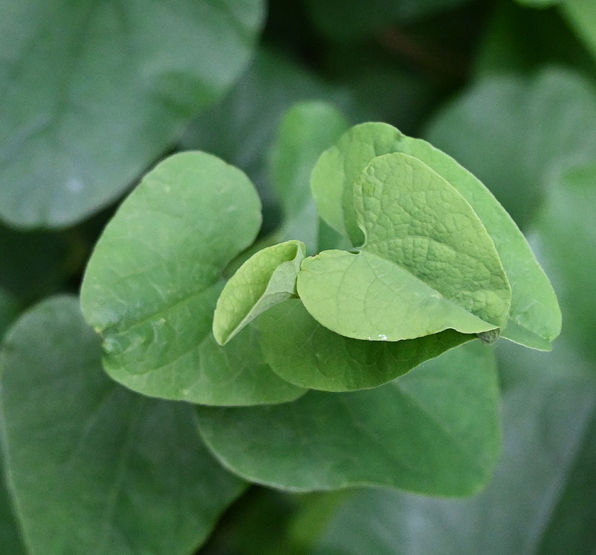 Image of Aristolochia clematitis specimen.