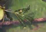 Potamogeton crispus. Верхушка зацветающего растения на фоне листа Nuphar lutea. Томская обл., Томск, пос. Заварзино, р. Ушайка, мелководье. 13.07.2026.