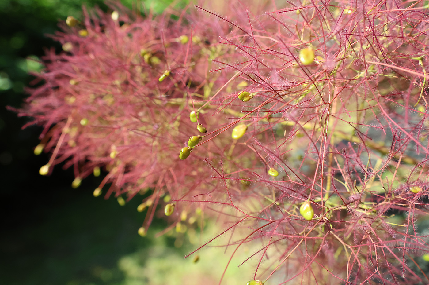 Изображение особи Cotinus coggygria.