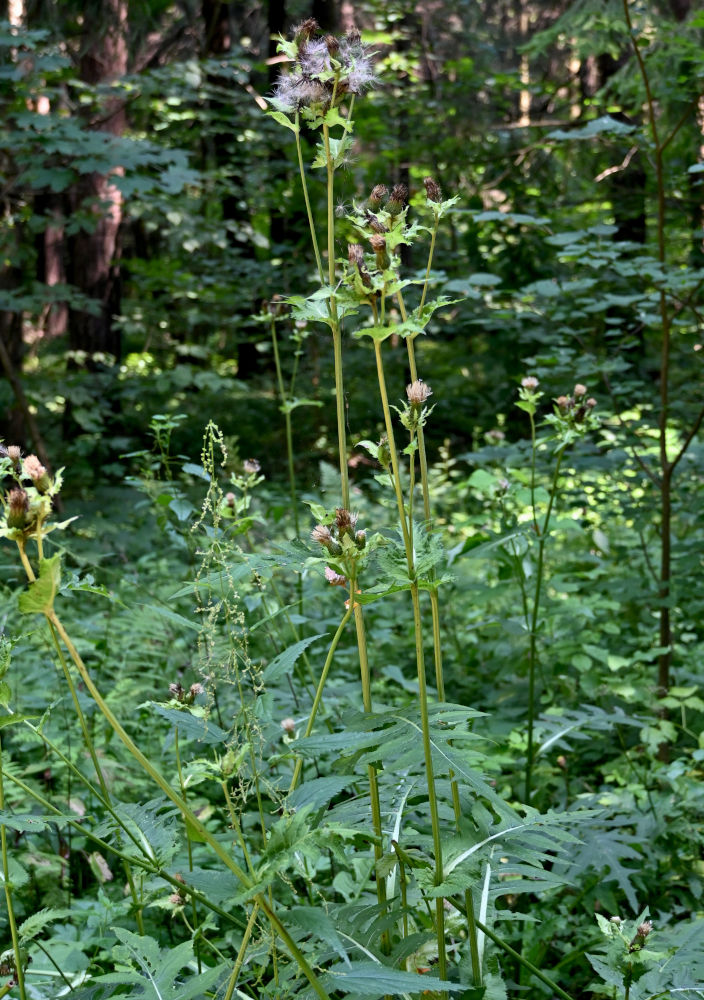 Изображение особи Cirsium oleraceum.