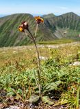 Tephroseris phaeantha