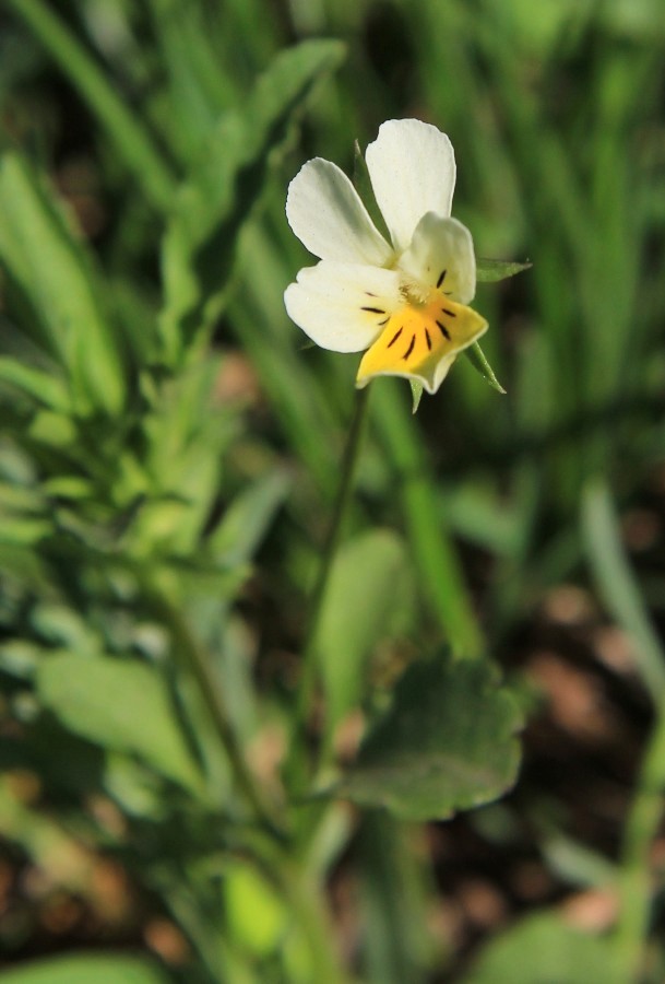 Изображение особи Viola arvensis.