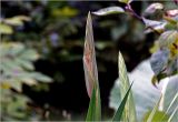 Gladiolus × gandavensis. Формирующееся соцветие. Московская обл., Раменский р-н, окр. дер. Хрипань, садовый участок. 30.07.2026.