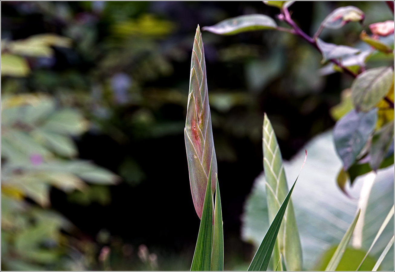 Изображение особи Gladiolus × gandavensis.