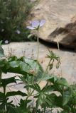 Geranium collinum