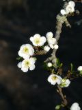 Prunus domestica. Ветвь с цветками. Республика Молдова, муниципалитет Кишинёв, г. Кодру. 15 апреля 2026 г.