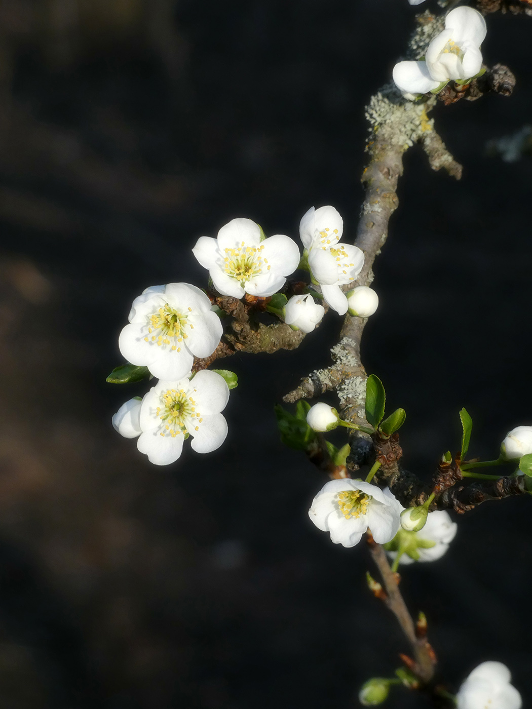 Image of Prunus domestica specimen.