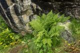 Athyrium filix-femina. Спороносящие растения. Карачаево-Черкесия, Карачаевский р-н, дол. р. Кичкинекол, выс. ≈ 2300 м н.у.м., под скалой. 13.08.2026.
