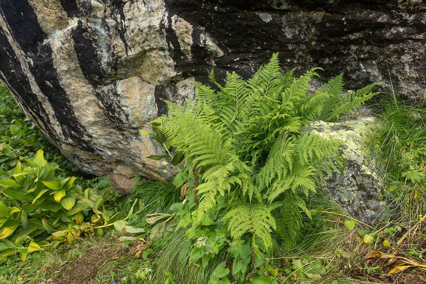 Image of Athyrium filix-femina specimen.