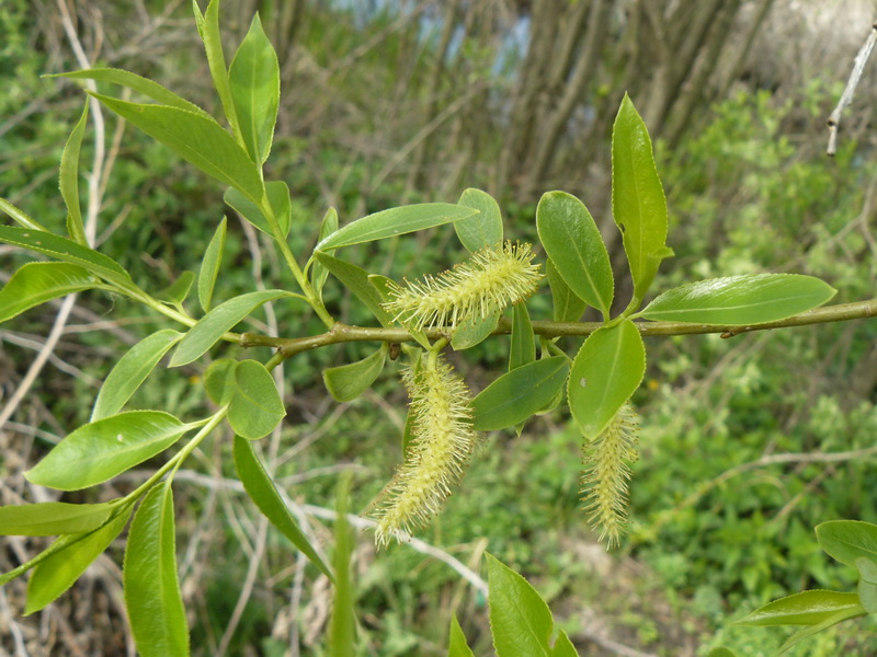 Изображение особи Salix &times; meyeriana.