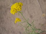 Achillea micrantha. Верхушка цветущего растения. Украина, Николаевская обл., Кинбурнская коса. 13 июня 2011 г.