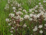 Erigeron acris. Верхушки растений с вызревшими соплодиями. Московская обл., Раменский р-н, окр. дер. Хрипань, поле. 13.07.2003.