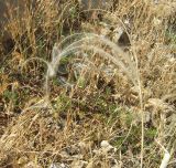 Stipa lithophila
