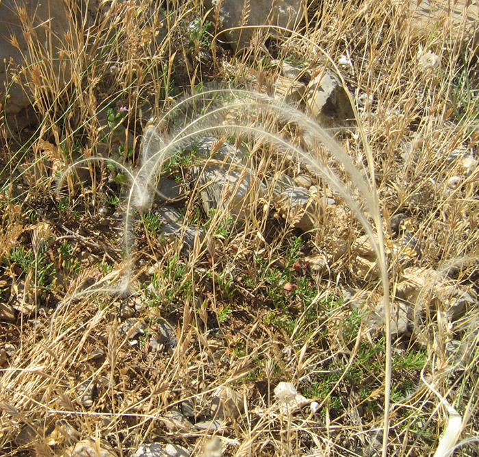 Изображение особи Stipa lithophila.