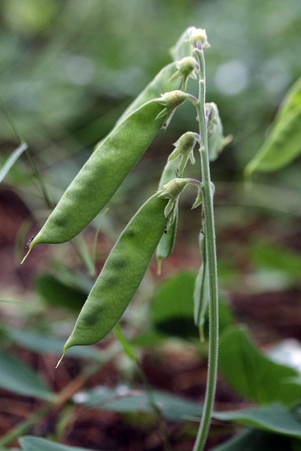 Image of Lathyrus japonicus ssp. pubescens specimen.