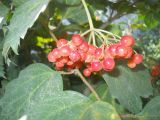 Image of taxon representative. Author is Юрий Панов