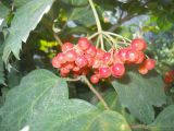 Viburnum opulus