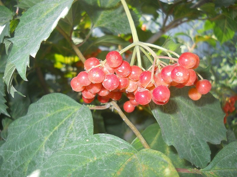 Image of Viburnum opulus specimen.