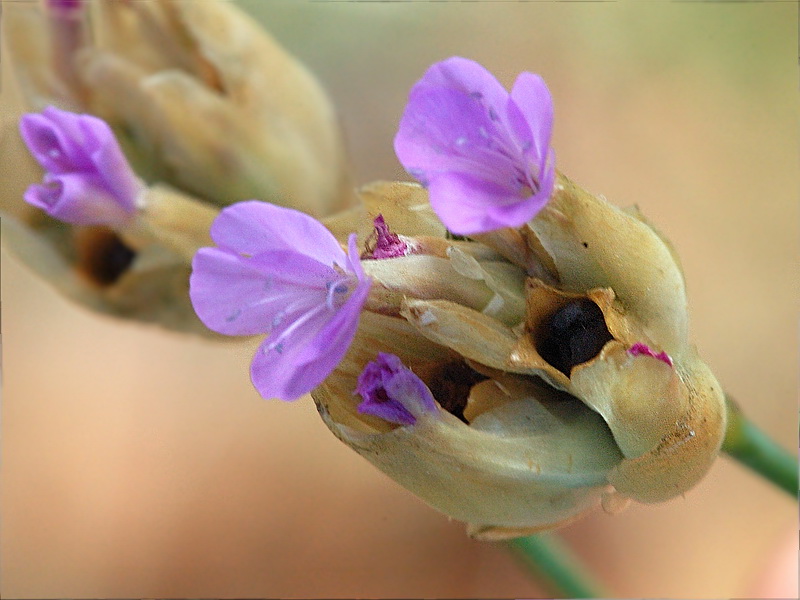 Изображение особи Petrorhagia prolifera.