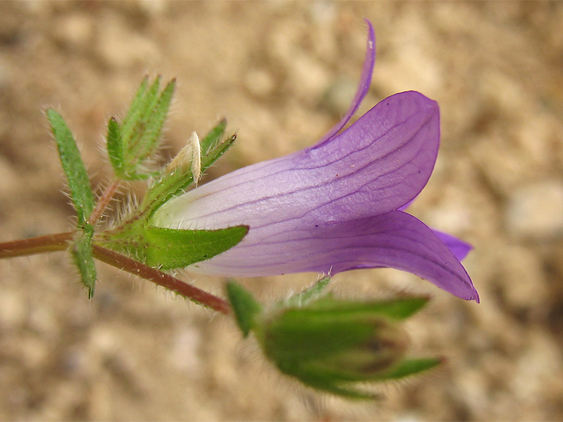 Изображение особи Campanula rhodensis.