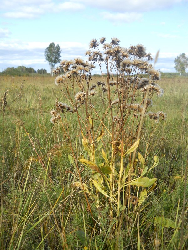 Изображение особи Saussurea salsa.