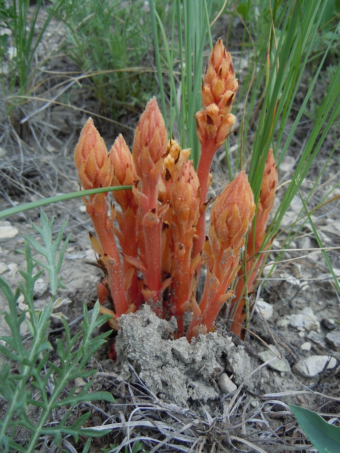 Image of Orobanche centaurina specimen.