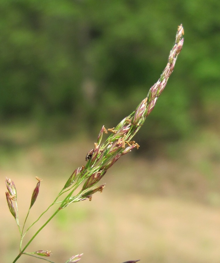 Image of genus Poa specimen.