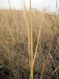 Stipa capillata