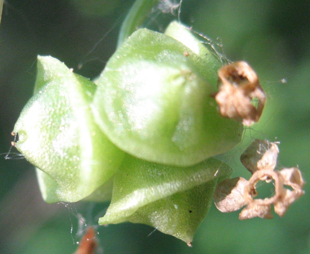 Image of Adoxa moschatellina specimen.