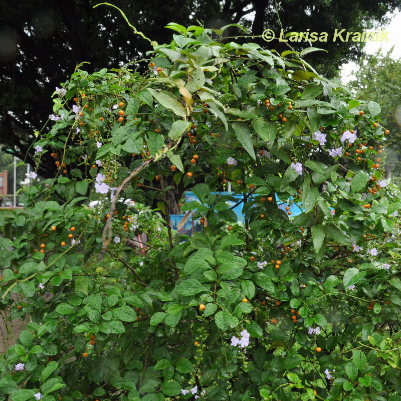 Image of Duranta erecta specimen.