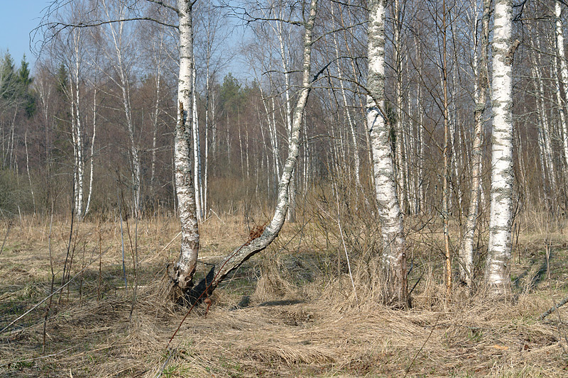 Изображение особи Betula pendula.