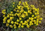 Saxifraga serpyllifolia