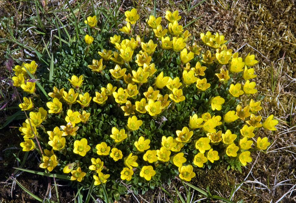 Изображение особи Saxifraga serpyllifolia.