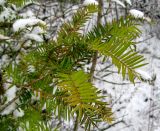 Torreya nucifera