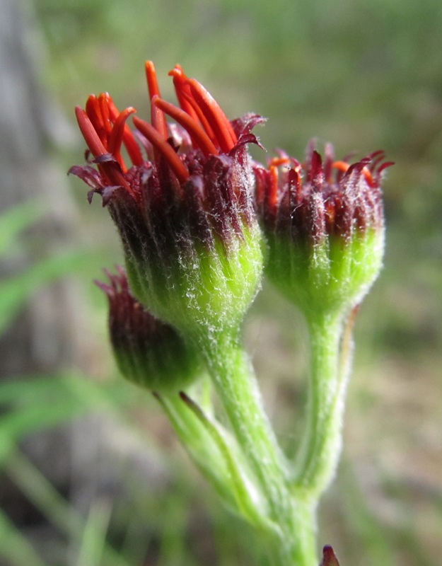 Изображение особи Tephroseris flammea.