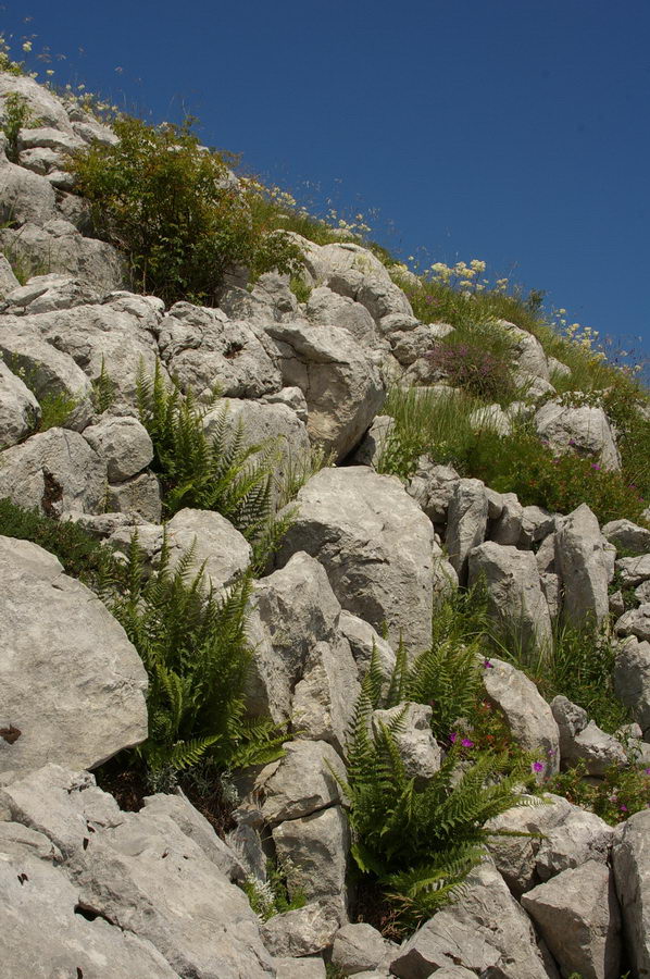 Image of Dryopteris villarii specimen.