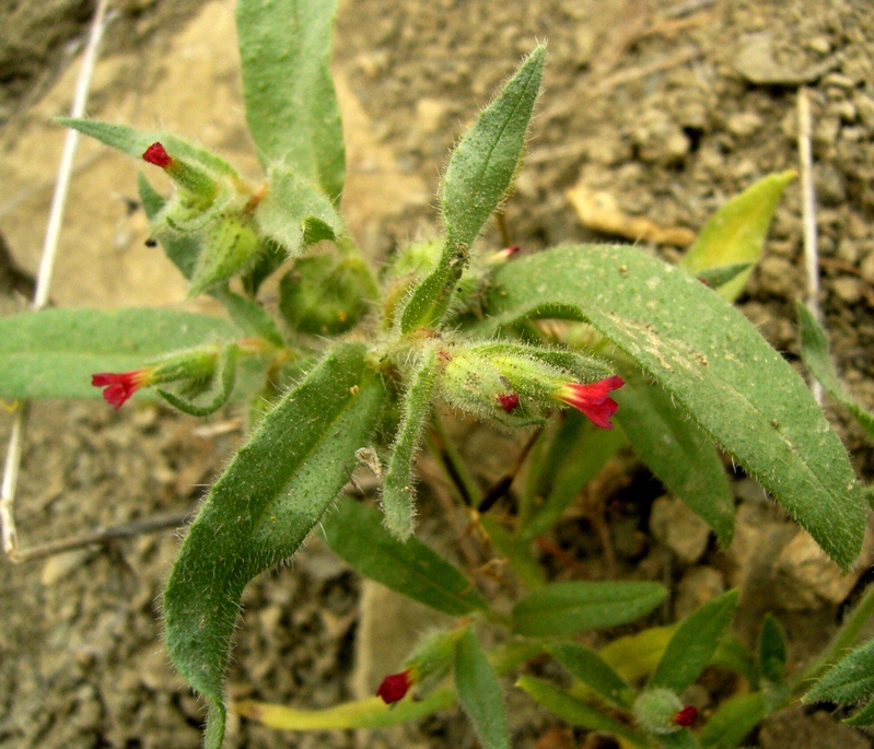 Image of Nonea caspica specimen.