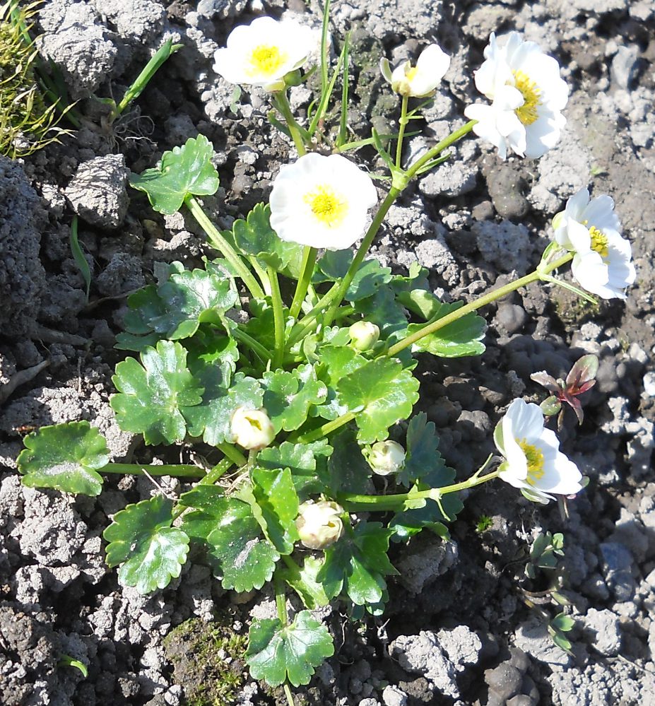 Изображение особи Ranunculus crenatus.