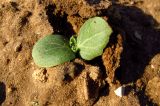 Silybum marianum