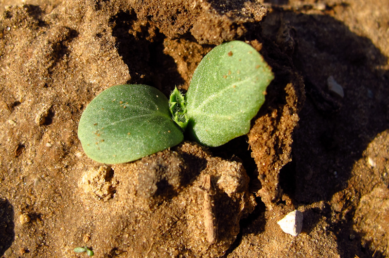 Image of Silybum marianum specimen.