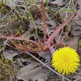 род Taraxacum