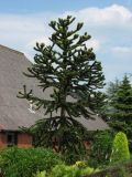 Araucaria araucana