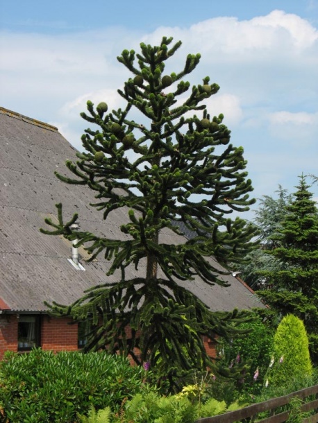 Изображение особи Araucaria araucana.