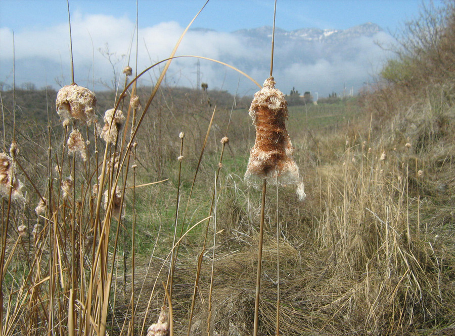 Image of Typha laxmannii specimen.