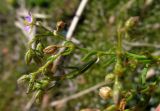 Spergularia rubra