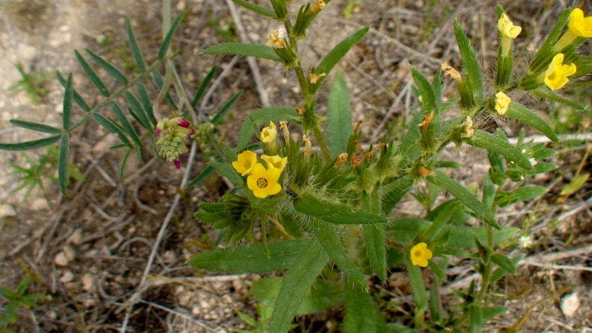 Изображение особи Arnebia decumbens.
