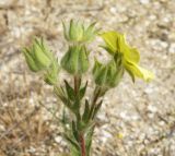 Potentilla astracanica. Верхушка побега с цветками. Ейский полуостров, коса Долгая. 16.05.2012.