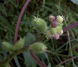 Xanthium orientale. Соцветия и соплодия на верхушке стебля. Курская область, Железногорский район, сл. Михайловка, ур. Дача Рокоссовского, берег р. Свапа. 14 июля 2007 г.