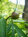 Paeonia anomala. Верхушка растения с бутоном. Новосибирская обл., Искитимский р-н, окр. дер. Новососедово, памятник природы \"Бердские скалы\". 29 мая 2012 г.